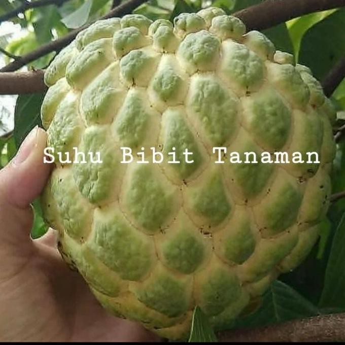 PREMIUM Bibit Tanaman Buah Srikaya Jumbo Cepat Berbuah/ Bibit Srikaya Jumbo