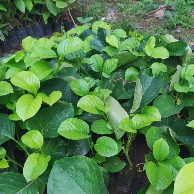 Bibit Buah Cinc Rambat-Tanaman Cinc Rambat Asli Super PREMIUM