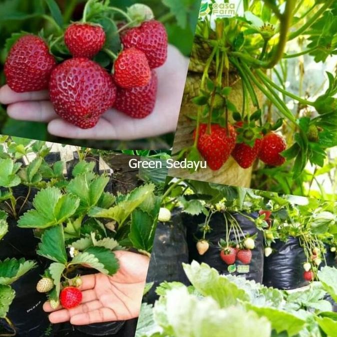 PREMIUM Bibit Pohon Buah Stroberi Jumbo Super