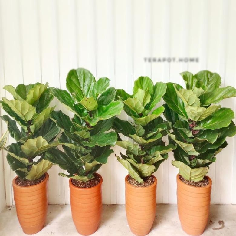Berkualitas Tanaman Hias Indoor KETAPANG BIOLA CANTIK BESAR & JUMBO - Tanaman Hias Ficus Lyrata MURA