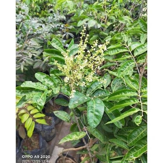 PREMIUM fresh bibit buah kelengkeng bangkok sudah berbuah