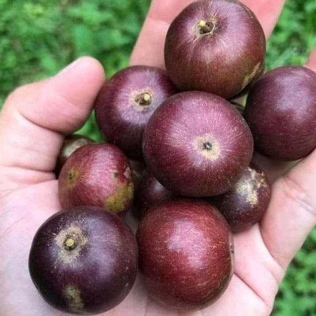 PREMIUM bibit rukem buah