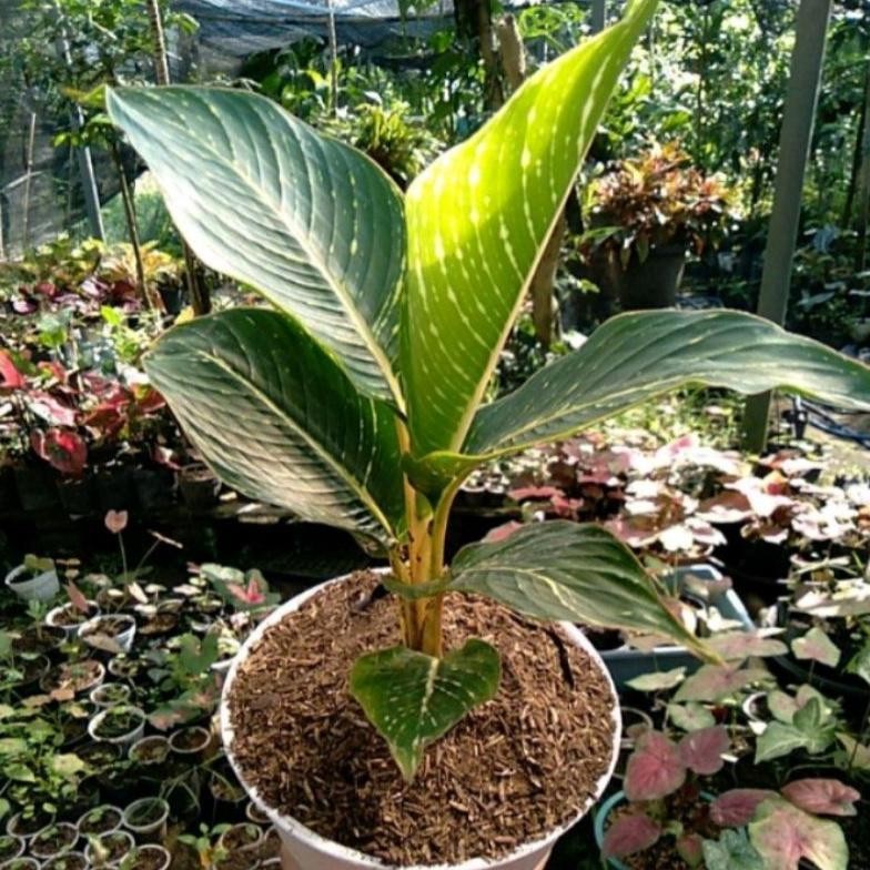 Berkualitas Tanaman Hias Pisang Golden / Banana Gold / Pisang Varigata / bunga pisang MURAH