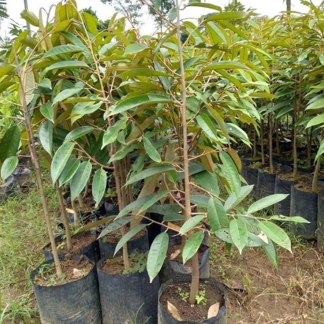 GS Bibit Tanaman Buah Durian Montong Hasil Cangkok -CPA PREMIUM