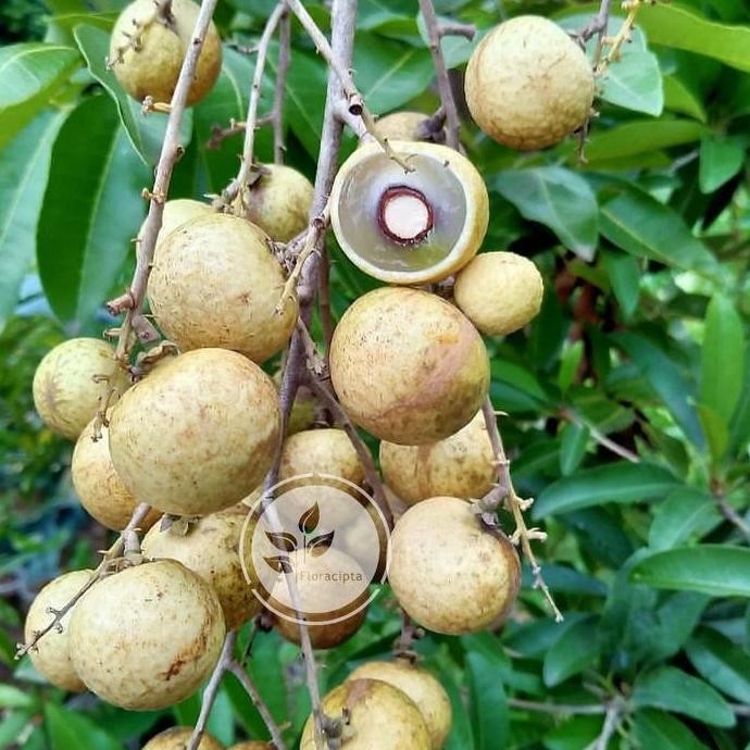 PREMIUM Pohon kelengkeng matalada - Tambulapot - Bibit buah lengkeng matalada