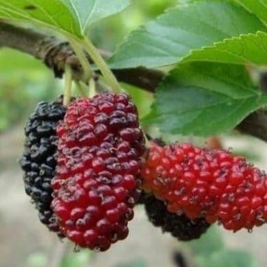 PREMIUM POHON tanaman bibit buah murbei sudah berbuah