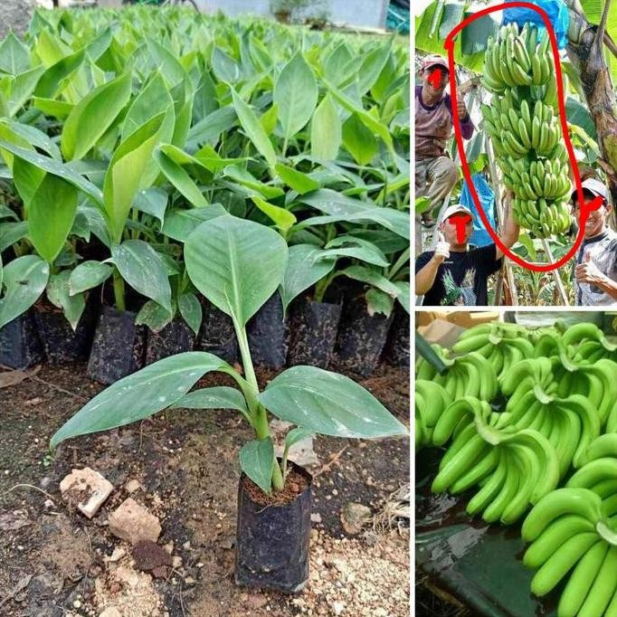PREMIUM BIBIT BUAH PISANG CAVENDISH/ PISANG CAVENDISH/BIBIT PISANG