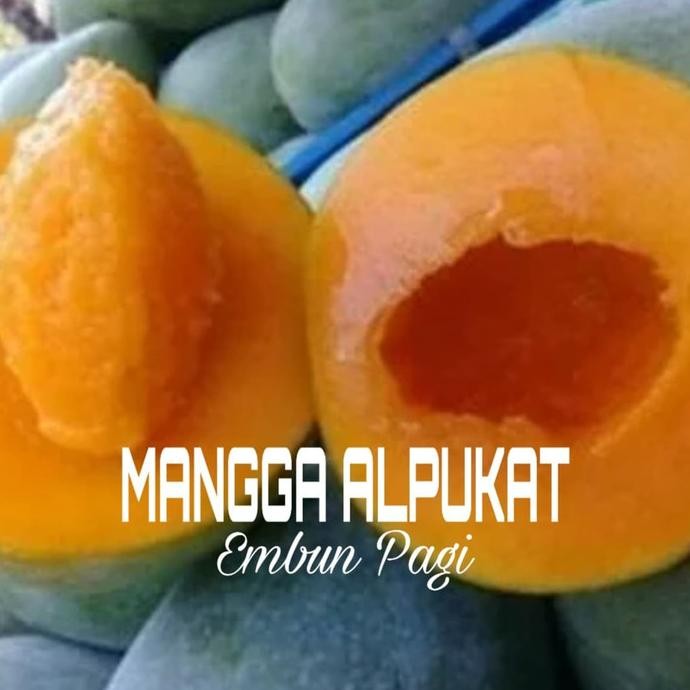 PREMIUM Bibit pohon buah Mangga Alpukat 1,5 Meter dari okulasi cepat berbuah