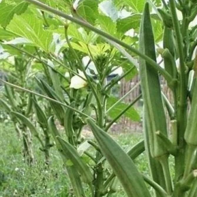 PREMIUM bibit pohon buah okra hij O