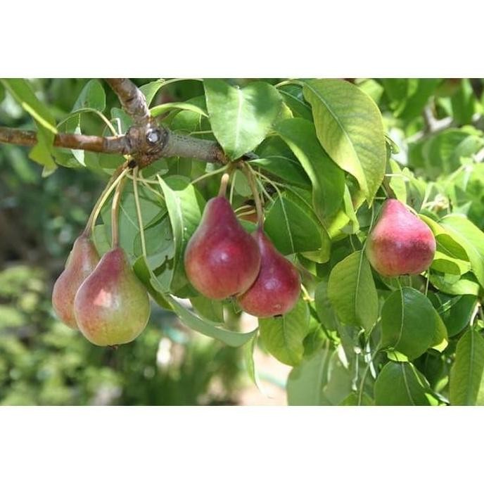 PREMIUM Pir Tanaman Bibit Biji Your Fruit Buah - Pohon Pear Common