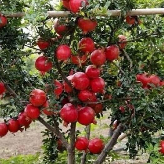 PREMIUM Bibit buah delima merah Mesir jumbo