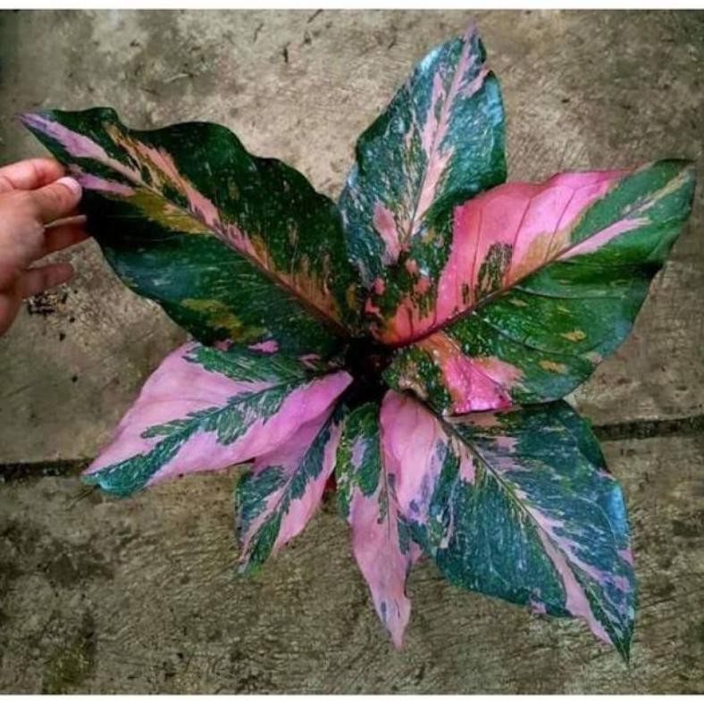 Berkualitas Koleksi Anthurium Hokery Varigata Pink / Hokeri Pink Daun 3 - 6 Bibitan Muncul Motif Var
