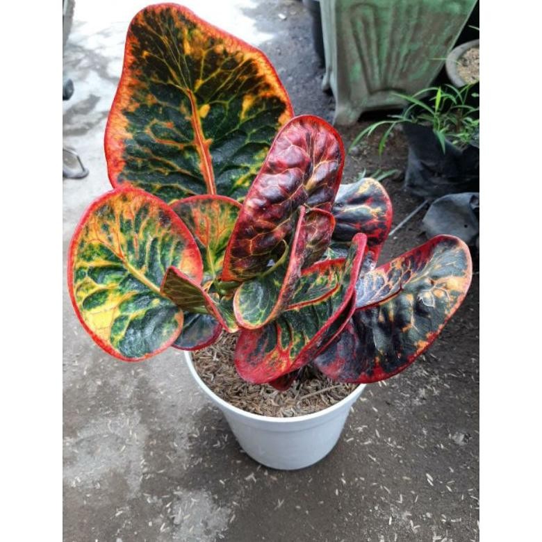 bibit tanaman hias bunga puring apel super red giant  import / SRG / apel merah MURAH