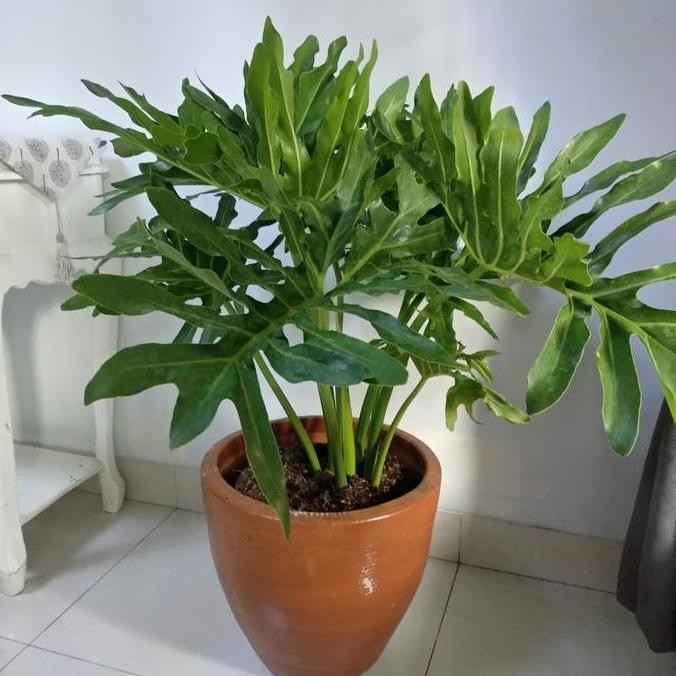 TERLARIS - Philodendron Selloum size Besar/ Philo selloum / Philodendron Jari