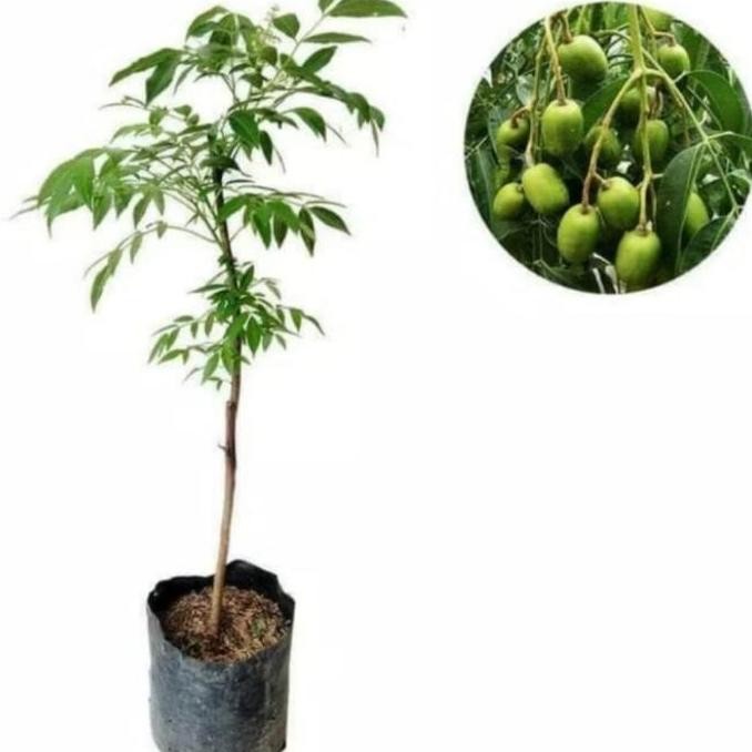 PREMIUM Bibit Pohon Buah Kedongdong - Tanaman Buah Pohon Kedongdong Mini