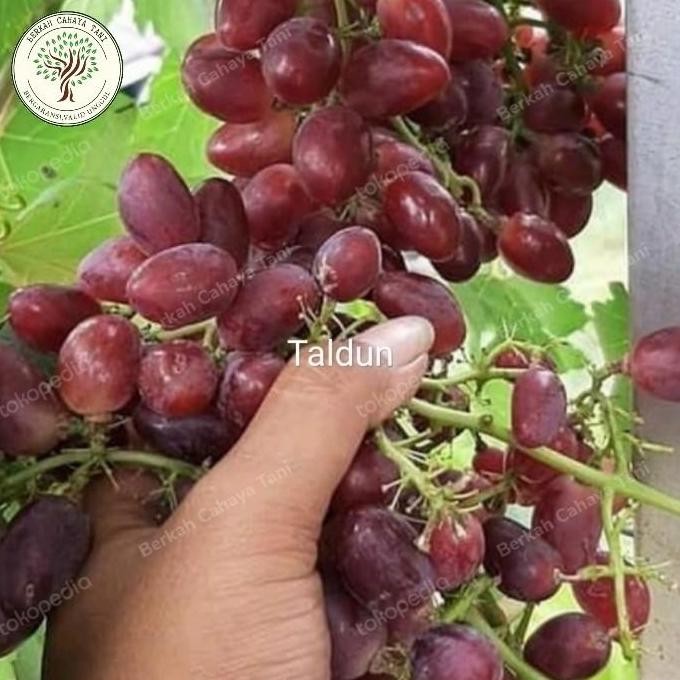 PREMIUM Bibit Tanaman Buah Anggur Import Taldun-Pohon Anggur Impor Taldun Asli