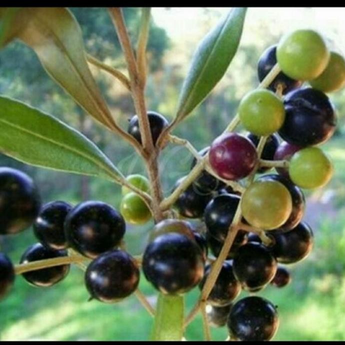 PREMIUM Bibit Tanaman Buah Zaitun Unggul/Pohon Zaitun