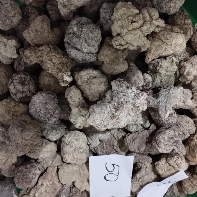 

Jamur Susu Harimau Kualitas Terbaik Harga Termurah