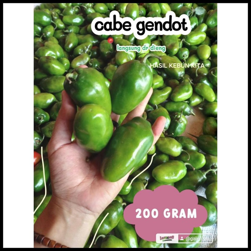 

CABAI SEGAR | CABE GENDOT SEGAR MURAH 200 GRAM | HABANERO LANGSUNG DARI DIENG