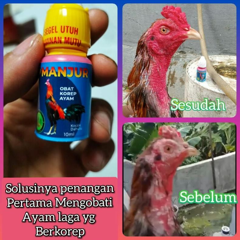 Obat Korep Ayam Paling Manjur Cepat Sembuh & AmpuhCara Mengobati Korep Ayam dengan Obat Paling Ampuh