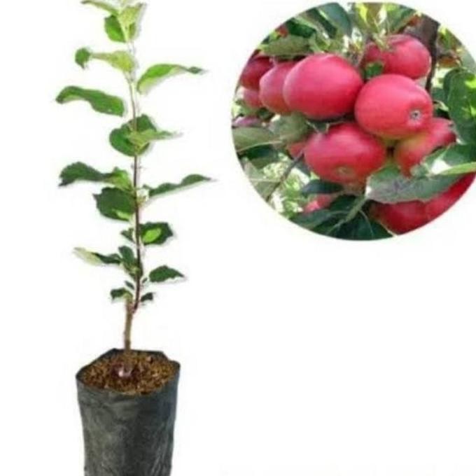 Obral Tanaman Bibit Buah Apel Fuji Sudah Berbuanga MMMM VALID