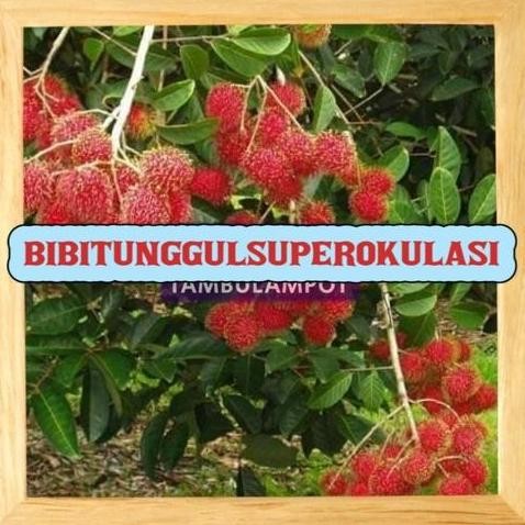 KLITAS Bibit Tanaman Buah Rambutan Rapiah Okulasi Stek Cangkok Unggul VALID