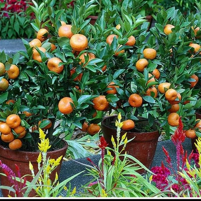 bibit jeruk Santang madu MMMM VALID