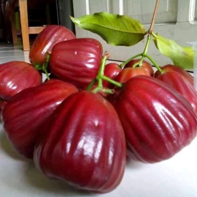 BIBIT JAMBU AIR DALHARI SIAP BERBUAH MMMM VALID