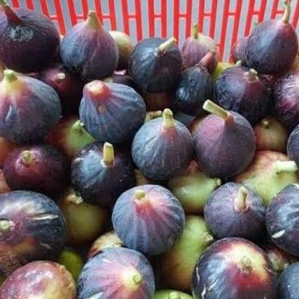Bibit buah tin jenis langka Lardarro | jenis buah tin produktif SUPER VALID