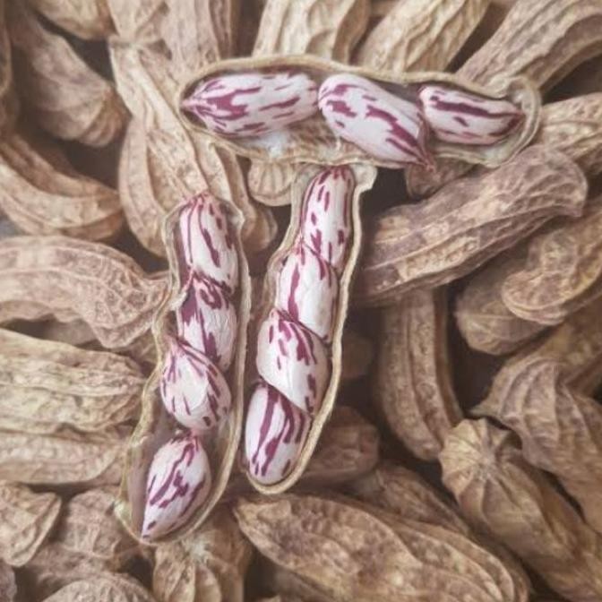 

RPS Kacang Lurik Madu 1 Kilogram