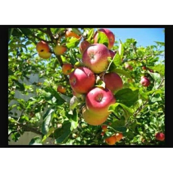 OBRAL Bibit Tanaman Buah Apel Ana Manalagi Malang Segar ATZX