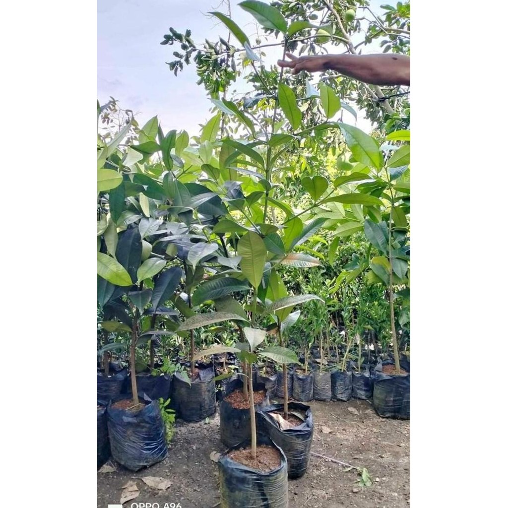 OBRAL Bibit buah pohon manggis tinggi 1 meter lebih siap tanam ATZX