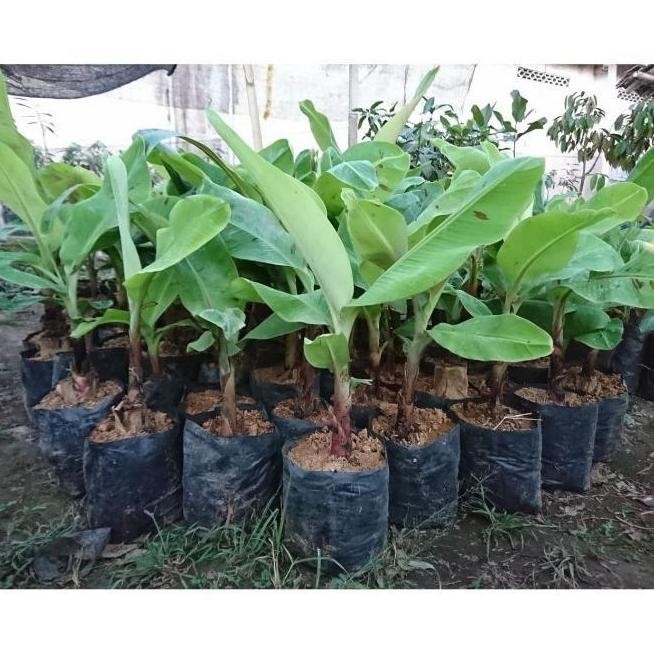 Bibit Tanaman Buah Pisang Merah Asli-Bibit Pisang Asli ATV