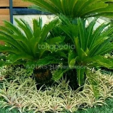 SHS Bibit Tanaman hias Pakis sikas, Palem sikas, pakis haji, Original