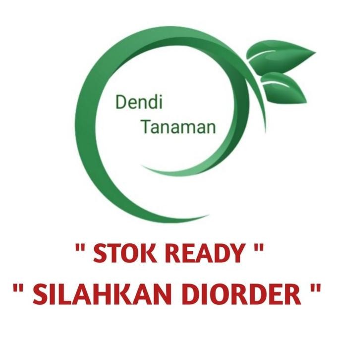 Bibit Pohon Manggis Super / Tanaman Buah Manggis Unggul BISA COD