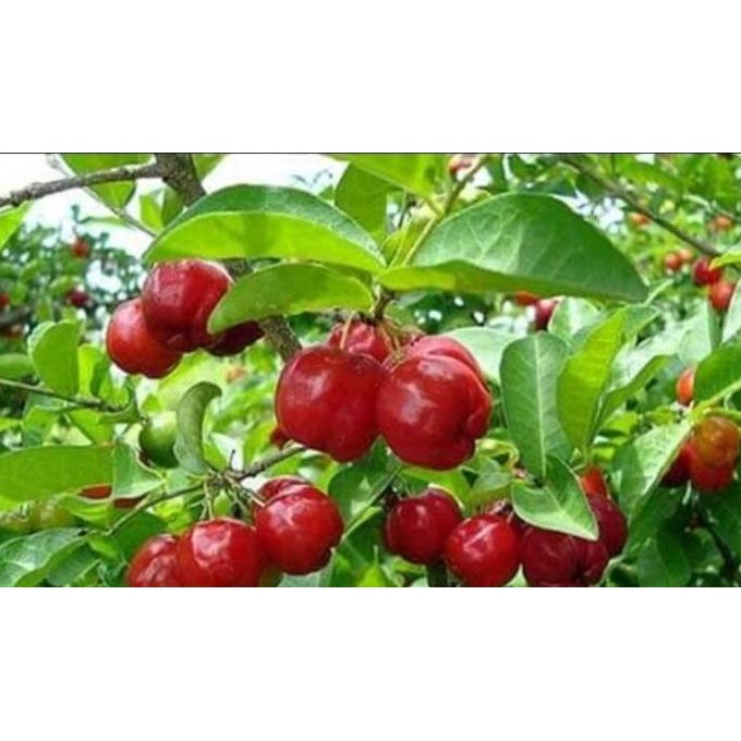 FREESS DISCON bibit Chery/ceri/cerry vietnam pohon tanaman buah BISA COD