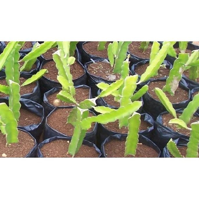 Bibit buah naga merah/Pohon buah naga merah - bibit buah naga BISA COD