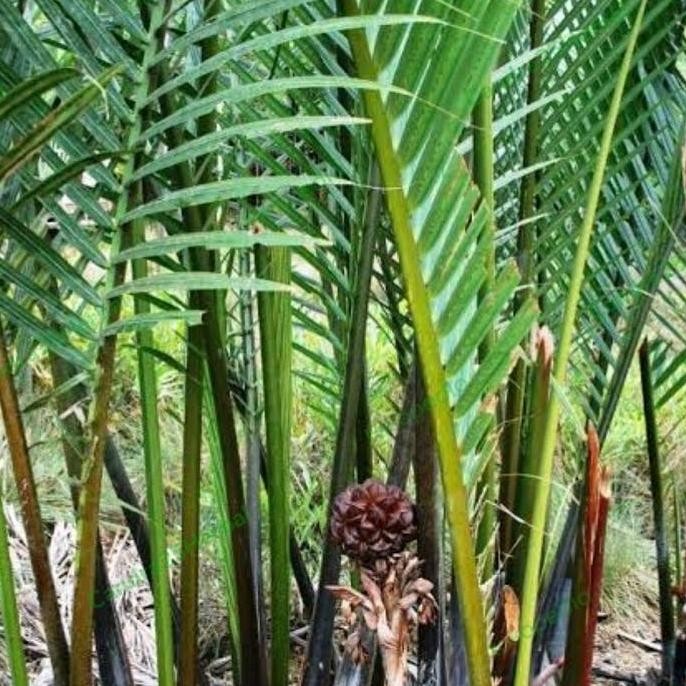 Bibit pohon buah nipah tanaman daon tinggi 20-40 cm tanaman ra BISA COD
