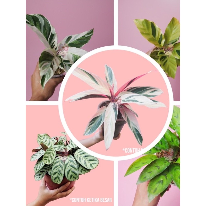Promo hemat 5 jenis calathea | paket calathea