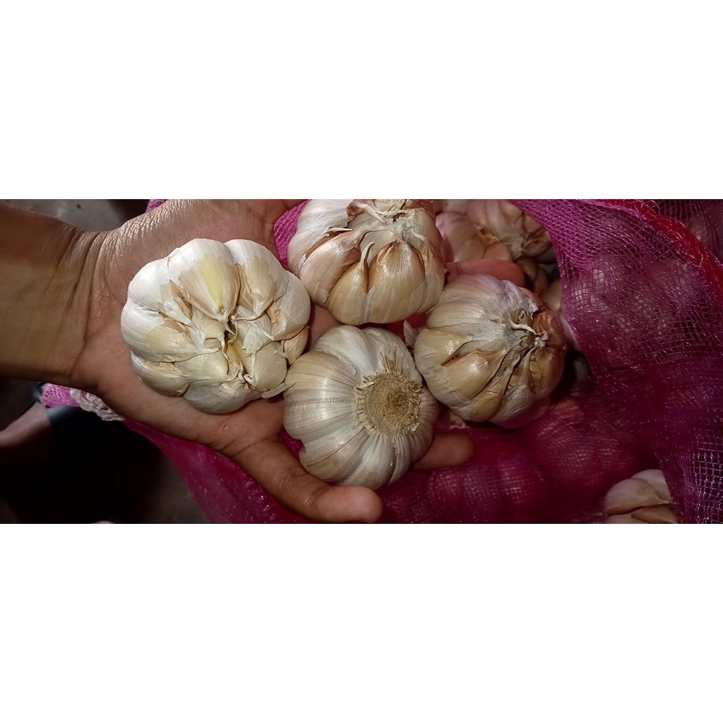 

Harga bawang putih terbaru agustus 2025