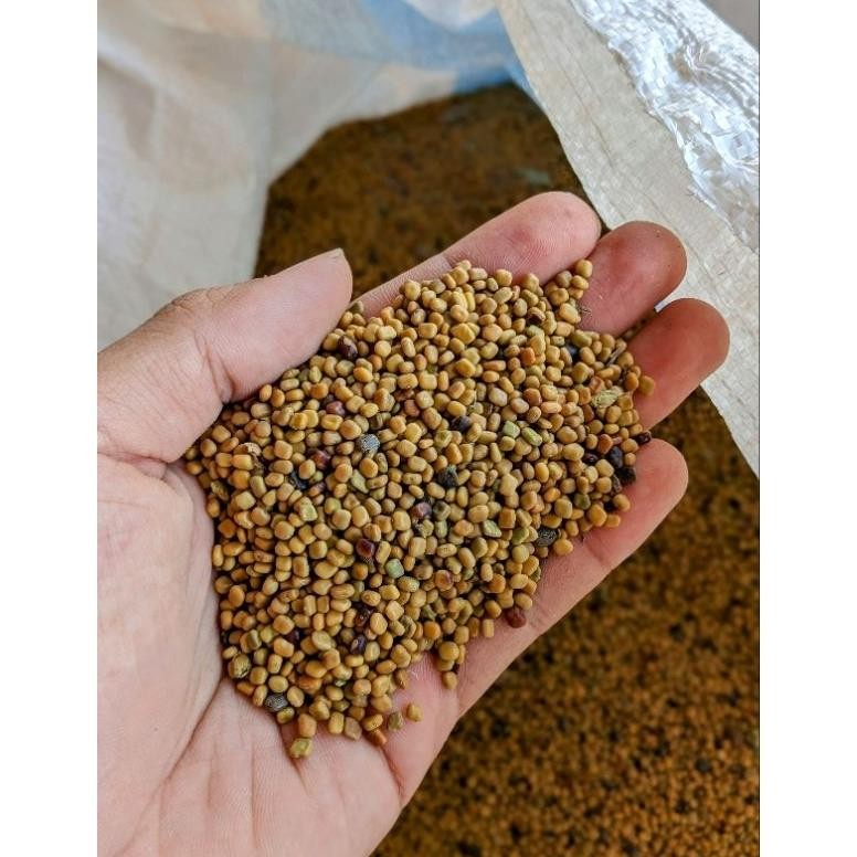 Calopogonium Mucunoides Biji CM Benih Kalopo Benih rumput LCC