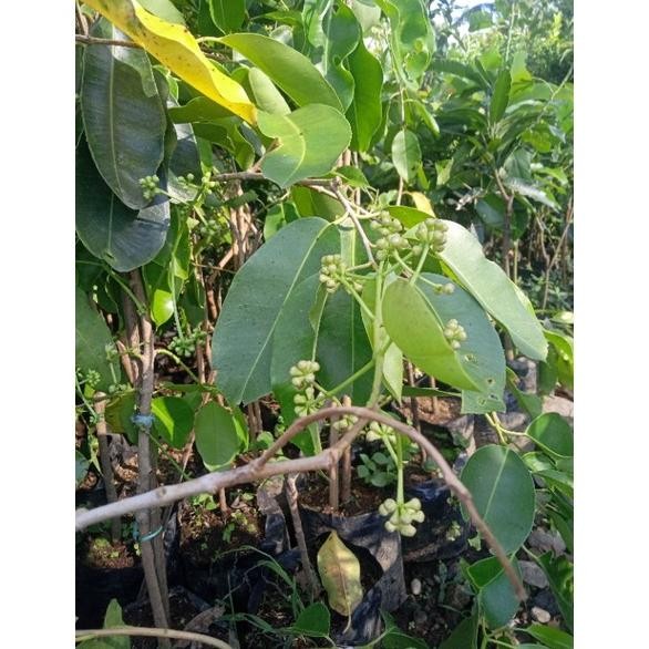 Bibit juwet putih sudah berbunga