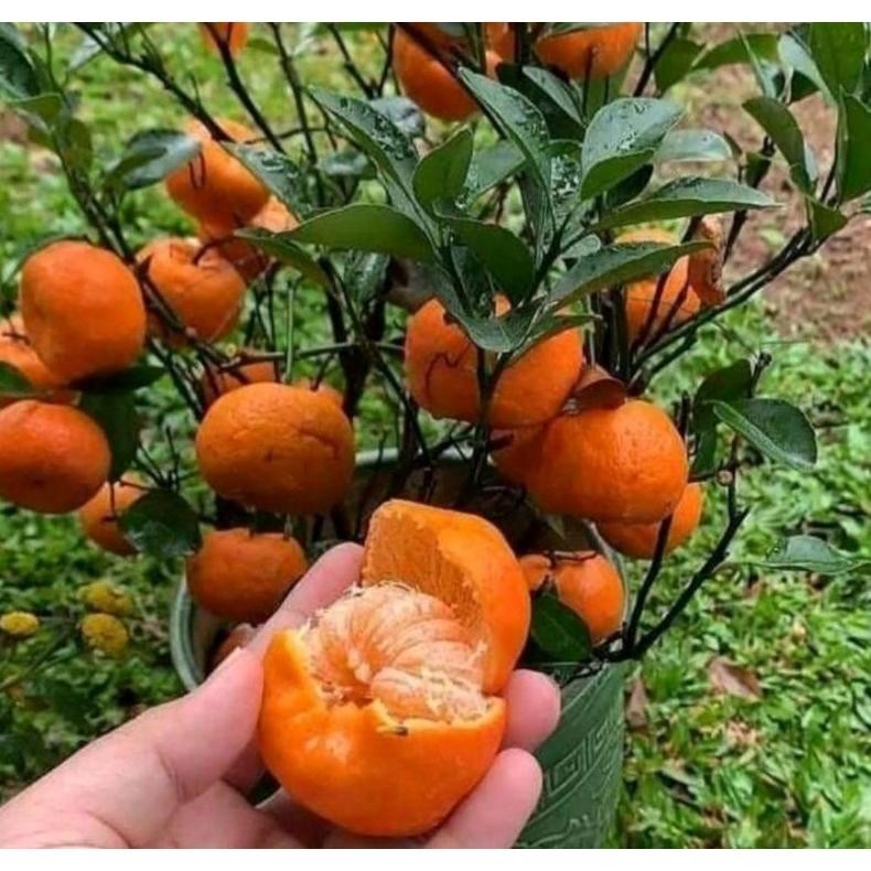 bibit buah jeruk santang madu daun okulasi Original