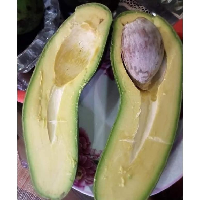 Bibit Alpukat Kelud Tinggi 1 Meter Up Batang Besar