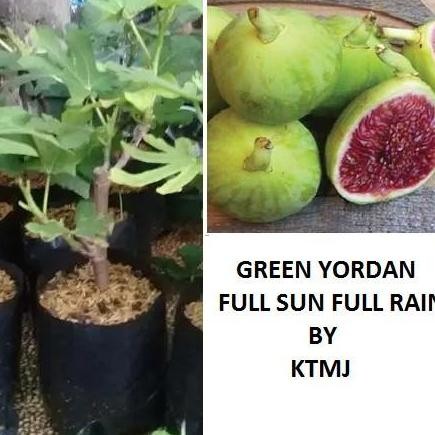 POHON Bibit Tanaman Buah Tin Green Yordan Full Sun Pohon Tin Bibit Tin TERLARIS