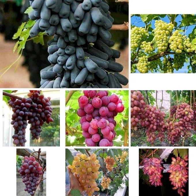 TANAMAN ANGGUR IMPORT STEK BATANG - POHON ANGGUR IMPORT - BIBIT ANGGUR TERBAIK