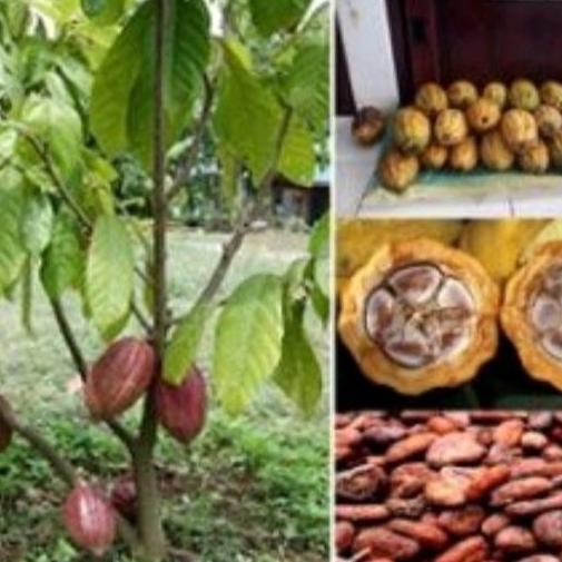 bibit kakao/ coklat