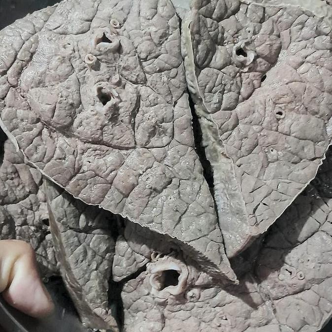 

dengdeng paru rebus 1kg BS