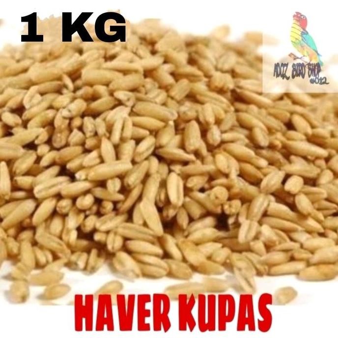 

TERLARIS - Haver Kupas Haverseed Biji Oats Bersih Pakan Makanan Impor KG