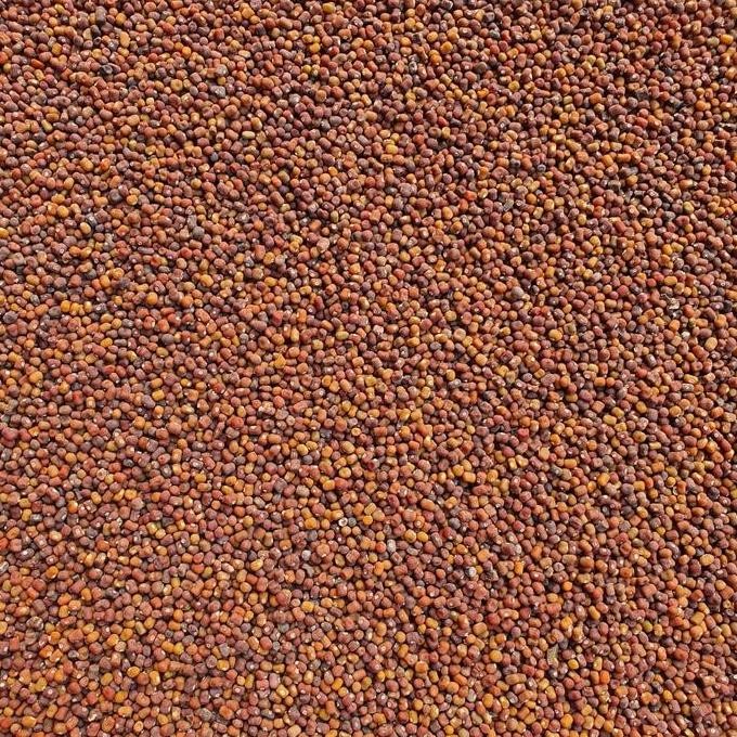 

NEW - Kacang PJ / Kacangan PJ (Pueraria Javanica)